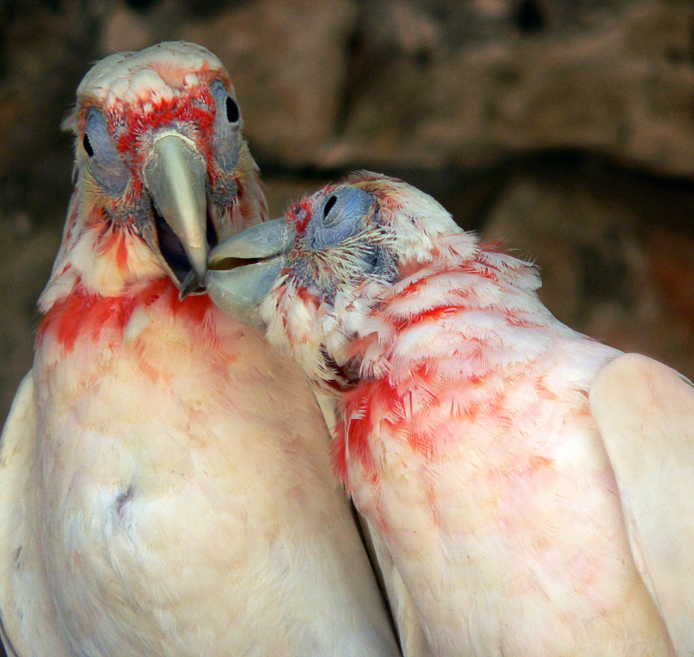 image: Kissing Parrots © Louloudeathglow | Dreamstime Stock Photos