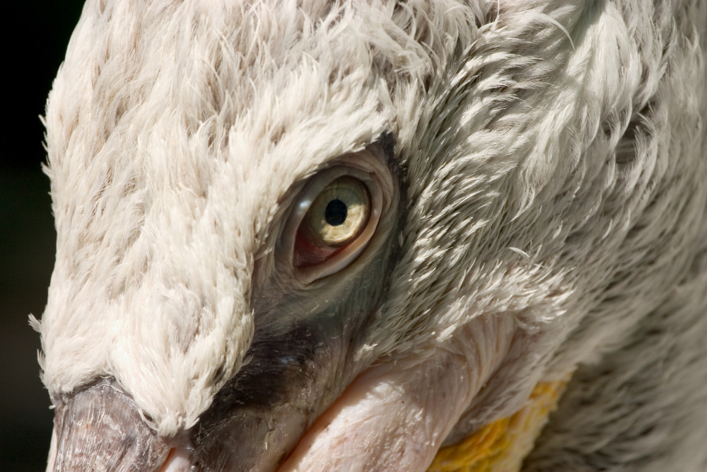 image: Pelican Eye © Ichtor | Dreamstime Stock Photos