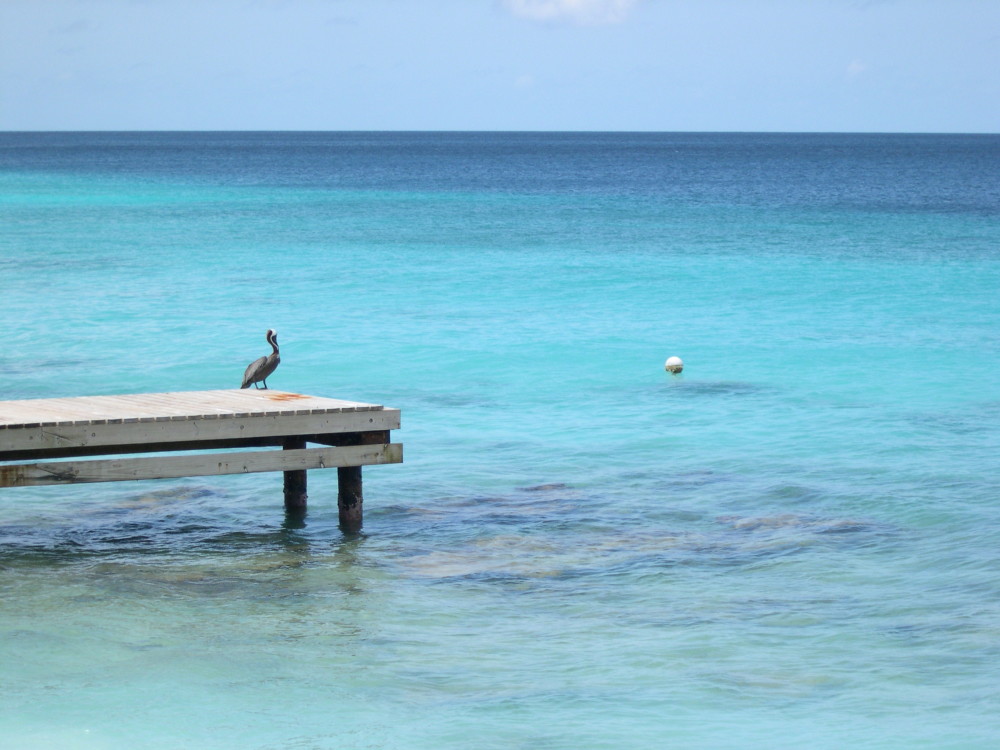 image: Pelican on Pier © Arubahost | Dreamstime Stock Photos