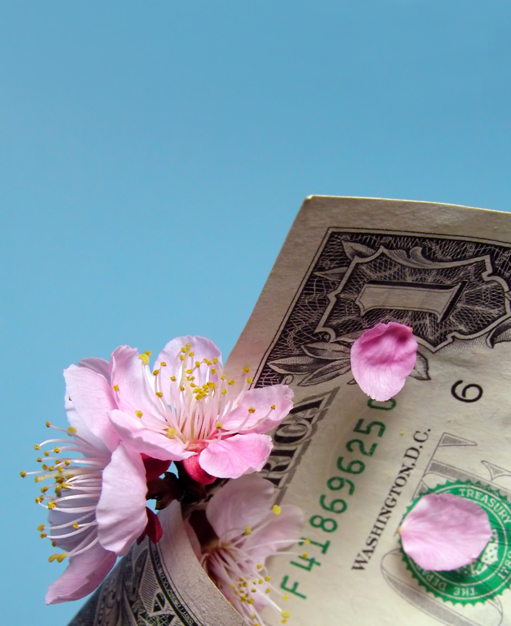 image: Cherry Flowers And Dollar Bill © Radu Razvan Gheorghe | Dreamstime Stock Photos