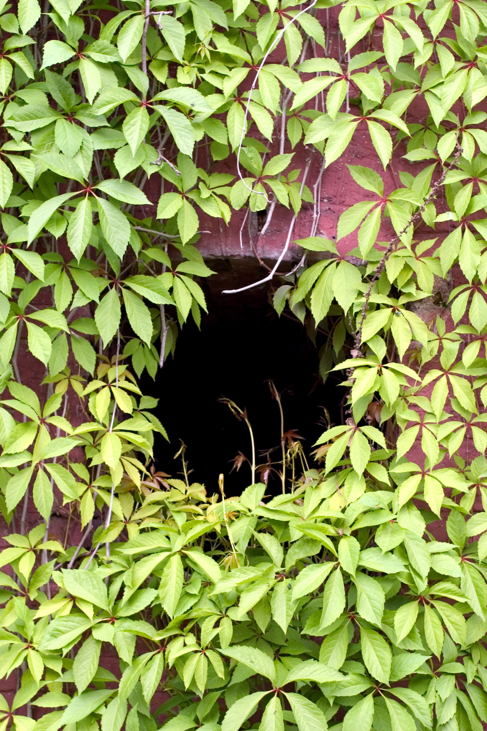 image: Green Hole © Ichtor | Dreamstime Stock Photos