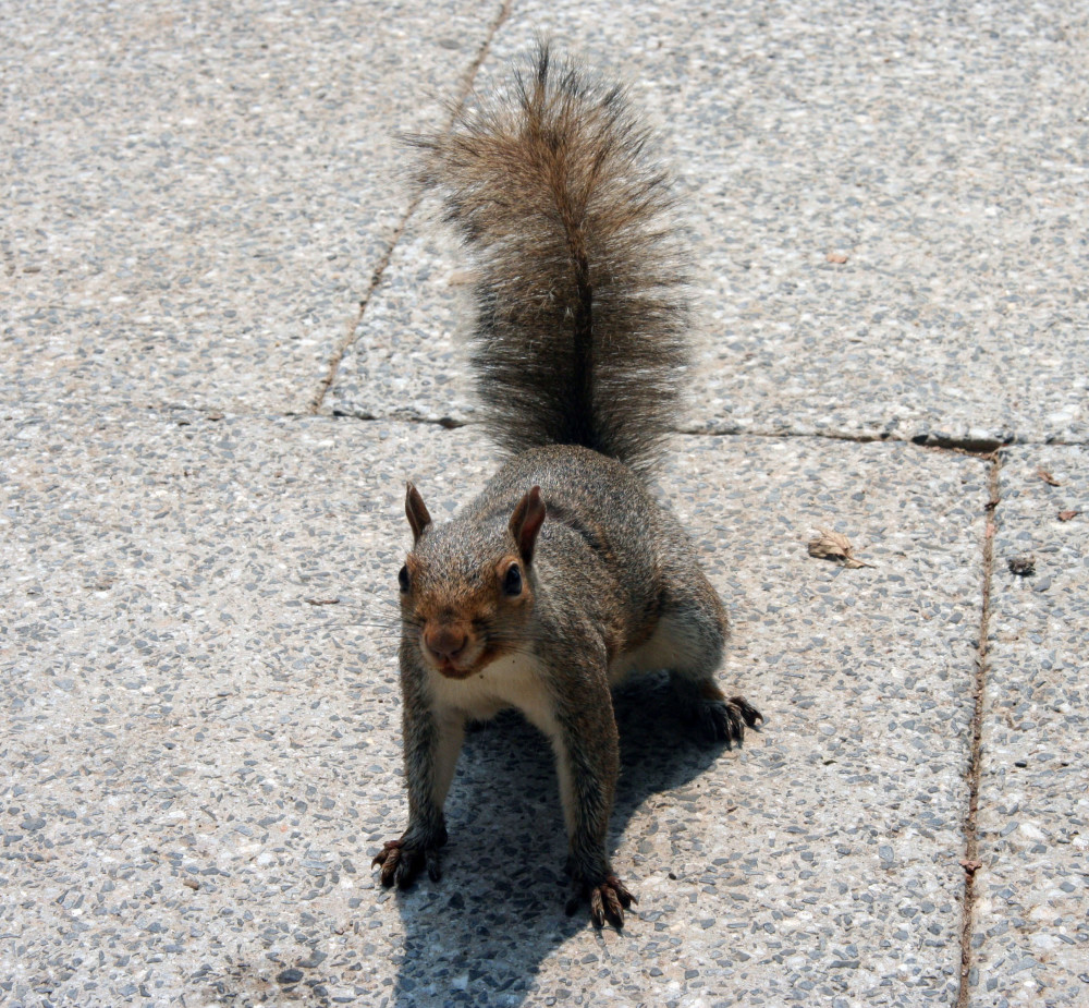 image: Squirrel © Armand Upton | Dreamstime Stock Photos