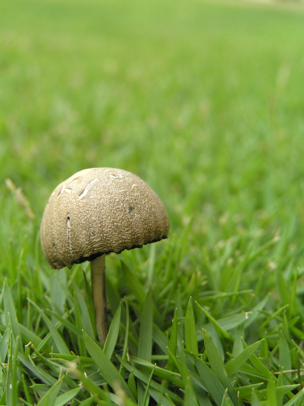 image: Mushroom © Kuanchong Ng | Dreamstime Stock Photos