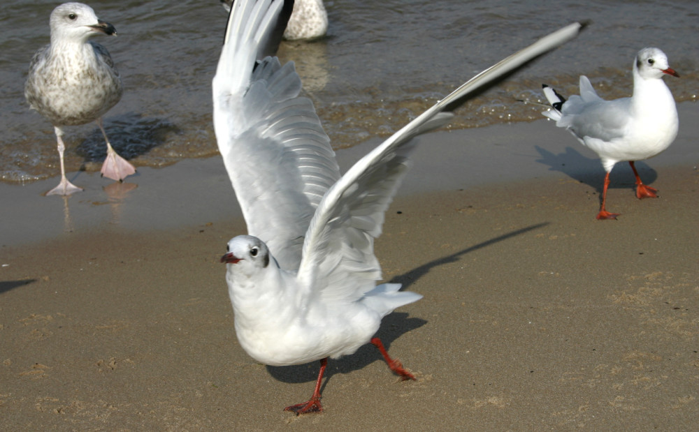 image: Seagulls #3 © Kmitu | Dreamstime Stock Photos